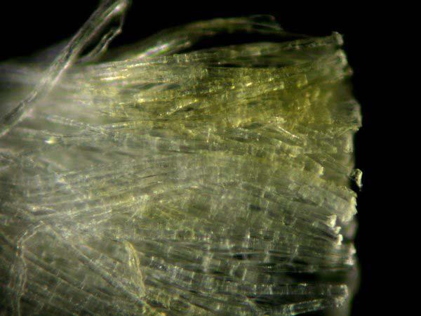 Fascio di fibbre di lino al microscopio