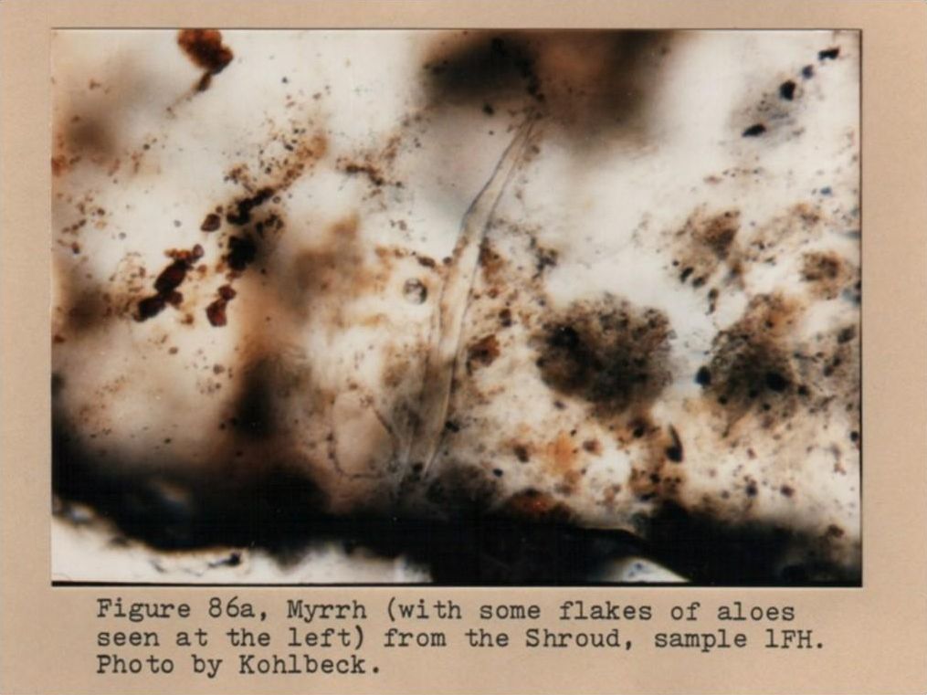 Mirra prelevata dalla Sindone, al microscopio, con tracce di aloe